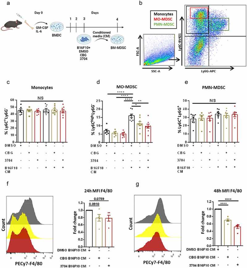 CM from CBG-treated B16F10 cells reduces MO-MDSC expansion and monocyte to macrophage transition.