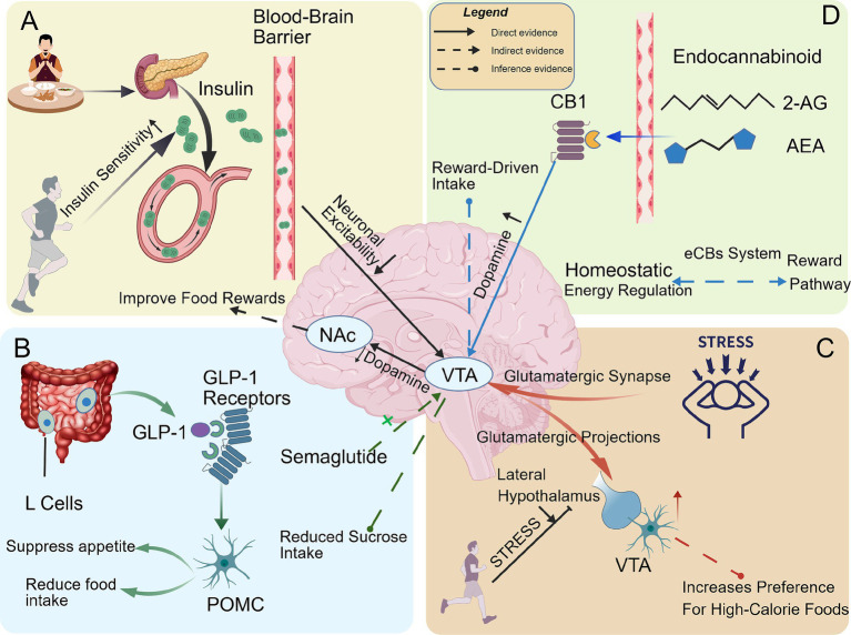 Illustration of neural and hormonal pathways regulating food intake, depicting the roles of insulin, GLP-1, endocannabinoids, and stress on brain regions including the VTA and NAc, and their effects on appetite, food rewards, and preference for high-calorie foods with labeled evidence types and mechanisms.