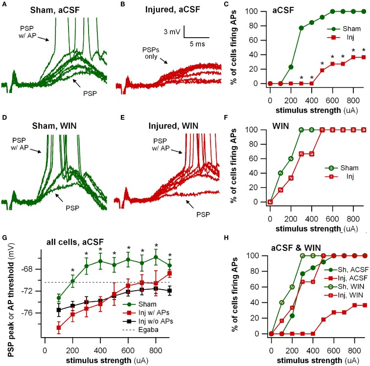 Stimulus-evoked action potentials (APs) are reduced after injury, and restored to normal when GABAergic signaling by CCK positive interneurons is suppressed. Whole-cell current clamp recordings from individual CA1 pyramidal neurons in response to SR stimulation in aCSF and in solution containing the cannabinoid agonist WIN55,212-2. (A) Representative whole-cell current clamp recording in aCSF in slice prepared from sham animal. The postsynaptic response and AP probability increase with increasing stimulus strength. (B) In a majority of the whole-cell recordings in slices prepared injured animals, APs could not be evoked in control aCSF even at the strongest stimulus strength, and the average postsynaptic response reached a plateau level which responses did not exceed, even as stimulus strength was increased (see also G below). (C) Percent of cells firing APs in aCSF versus stimulus strength. After injury, the percent of cells firing APs is significantly lower. (D–F) Whole-cell current clamp recordings from the same cells as in (A–C), after treatment with the CB1 agonist WIN55,212-2 (100 nM), which selectively suppresses GABA release from CCK basket cells. WIN55,212-2 increases AP firing in cells from slices prepared from injured animals to a level not significantly different from either sham cells treated with WIN55,212-2 or sham cells in aCSF. (G) PSP peak or AP threshold (defined as AP threshold during trials which evoked APs, and as PSP peak voltage during trials which did not produce APs) versus stimulus strength in aCSF. The average initial response of cells from sham animals rises well above the reversal potential for GABAA and approaches the average EPSP-triggered AP threshold (−66.2 ± 1.3 mV, n = 13) for stimuli of 300 μA and larger. After injury the average response in cells which did not fire APs reached a ceiling level which it did not exceed even as the stimulus strength was increased. This peak voltage was close to the reversal potential for GABAA IPSPs. Asterisks indicate significant differences between sham and injured without APs (Mann–Whitney U-test, Bonferroni corrected, P < 0.025). (H) Superimposition of AP percent versus stimulus strength for aCSF (C) and WIN55,212-2 (F). WIN55,212-2 restores injured cell AP firing to levels not significantly different from sham. Trials containing APs were truncated after initial portion. Stimulus artifact partially blanked. Recording baselines were adjusted to the average pre-stimulus membrane potential. Stimuli: 100–900 μA in 100 μA increments. APs, action potentials; PSP, postsynaptic potential; Sh, Sham; Inj, Injured.