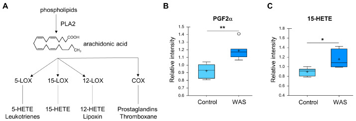Effects of acute WAS on eicosanoids. (A) Eicosanoid metabolism. Measurements of brain content of PGF2alpha (B) and 15-HETE (C). * p < 0.05, ** p < 0.01 (Welch’s two-tailed t-test).