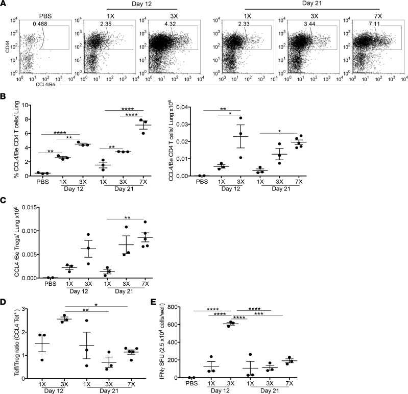 Increased frequency of antigen-specific Tregs correlates with reduced IFN-γ production.(A) Representative dot plots showing the frequency of CD4+ T cells specific for the HLA-DP2-CCL4/Be complex in the lungs of HLA-DP2 Tg mice sensitized with 1 (1×) or 3 (3×) doses of BeO and examined at day 12 or treated with 1 (1×), 3 (3×), or 7 (7×) doses of BeO and examined at day 21. (B) Frequency (left) and number (right) of HLA-DP2-CCL4/Be–specific CD4+ T cells in the lungs of HLA-DP2 Tg mice exposed to a differing number of BeO doses and analyzed at day 12 or day 21. (C) Number of HLA-DP2-CCL4/Be–specific CD4+ Tregs in the lungs of HLA-DP2 Tg mice. (D) Ratio of HLA-DP2-CCL4/Be–specific CD44+ Teff/CD25+FoxP3+ Tregs in the lungs of HLA-DP2 Tg mice exposed with single or multiple doses of BeO and analyzed at day 12 or 21. (E) IFN-γ secretion by CD4+ T cells purified from the lungs of HLA-DP2 Tg mice exposed to a single or multiple doses of BeO, harvested at day 12 or 21, and stimulated with BeSO4 (100 μM) in the presence of irradiated naive splenocytes for 24 hours. Data (mean ± SEM) are representative of 3 independent experiments (3–5 mice per group). Significance was determined by 1-way ANOVA. *P < 0.05, **P < 0.01, ***P < 0.001, ****P < 0.0001.