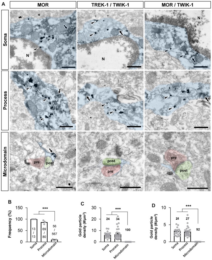 MOR and TREK-1 co-localizes in astrocytic soma and process. (A) Subcellular distribution (soma, process and microdomain) of MOR in astrocyte (left). MOR is stained with immunogold with silver enhancement (dark specks, arrowheads), and GFP, representing astrocyte, is stained with immunoperoxidase (dark amorphous deposits, arrows). Cellular distribution of double labeling of TREK-1/TWIK-1 (middle) and MOR/TWIK-1 (right) in astrocyte. TREK-1 or MOR is stained with immunogold with silver enhancement (dark specks, arrowheads), and TWIK-1 is stained with immunoperoxidase (dark amorphous deposits, arrows). The soma, process, and microdomain of the astrocyte was colored blue. Presynaptic axon terminal (pre) and postsynaptic dendrite (post) were colored red and green, respectively. N is nucleus. Scale bar indicates 500 nm. (B) Summary bar graph for the frequency of MOR detection in each subcellular structure of astrocytes. Numbers in the bar graph are the number of MOR-positive soma, processes or microdomains out of total number of profiles observed. The data was collected from three animals. One-way analysis of variance (ANOVA) with Tukey’s multiple comparison test (***P < 0.001). (C,D) Summary bar graph for the gold particle density of TREK-1 (C) or MOR (D) in each subcellular structure of TWIK-1-positive astrocytes. Numbers in the bar graph indicate the number of images analyzed from three different animals. One-way ANOVA with Tukey’s multiple comparison test (***P < 0.001).