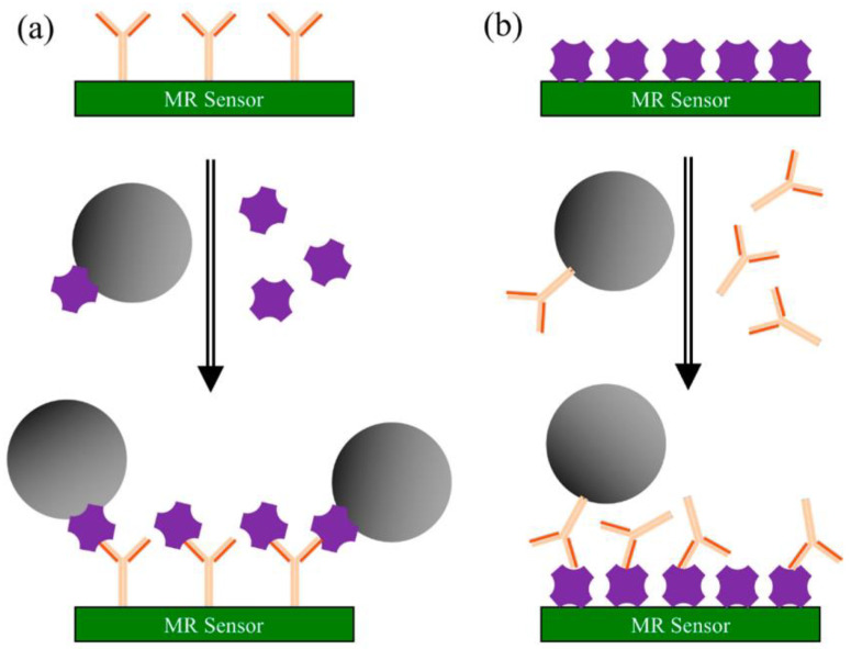 Principle of surface competition assays using MR sensors: (a) capture antibodies are pre-coated on the sensor’s surface. A mixture of magnetic nanoparticles (MNPs) labeled antigen and unlabeled antigen from the testing sample is injected onto the surface. Both labeled and sample antigens are competing for the antibody’s binding sites; (b) antigens are pre-coated on the sensor’s surface. A mixture of MNPs-labeled antibodies and unlabeled antigens from the sample is injected onto surface. Here, the competition occurs between the immobilized and the free antigen for the MNPs-labeled antibody’s binding sites. In both types of assays, the recorded signal is directly proportional to the number of MNPs bound to the surface. Reproduced with permission from [73]. This article is licensed under a Creative Commons Attribution 4.0 International License, which permits use, sharing, adaptation, distribution, and reproduction in any medium or format, as long as you give appropriate credit to the original author(s) and the source, provide a link to the Creative Commons license, and indicate if changes were made. The images or other third party material in this article are included in the article’s Creative Commons license unless indicated otherwise in a credit line to the material.
