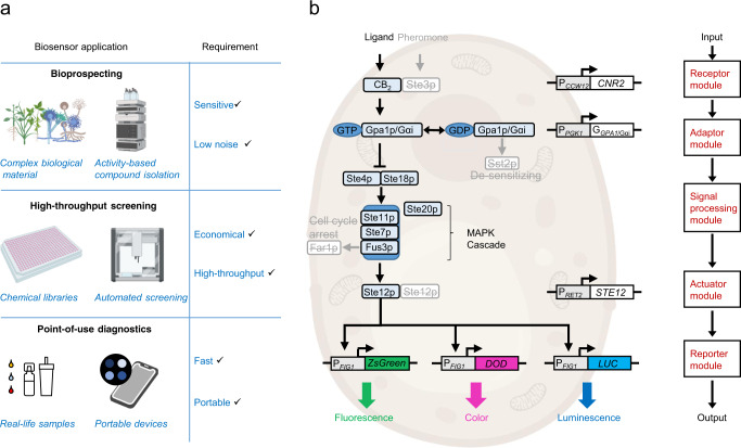The CB2 cannabinoid biosensor design.a The biosensor was developed to enable diverse applications with different requirements. For example, bioprospecting of complex biological material requires the biosensor to be sensitive but with low background. This is because the bioactive compounds are often present in minute amounts among many other compounds potentially interfering with detection. On the other hand, screening of chemical libraries requires a biosensor that is robust, economical, and amenable to high-throughput workflow. For this, fast-growing and easy-to-prepare cells that can be handled with non-expensive material and equipment are desirable. In the case of a biosensor for point-of-use diagnostics outside the lab, this needs to be easy to use, fast, and operable by the equipment available to non-experts. b The cannabinoid biosensor is based on a modular design. Interchangeable parts can be introduced into the receptor, adaptor, actuator, or reporter modules (red), while the native yeast Gβ and Gγ subunits and the MAPK cascade are employed as a signal-processing module without further modification. The parts are integrated into a chassis strain KM111 where genes encoding the yeast pheromone pathway components to be replaced (pheromone receptor STE3, Gα subunit GPA1, and pheromone pathway master regulator STE12) have been removed (strikethrough) alongside with SST2 (which returns Gα to its inactive state) and FAR1 (which triggers cell-cycle arrest). This design enables the functional insertion of different GPCR receptors by pairing them with the corresponding Gpa1p/Gα chimera. According to the specific requirements of each application, the biosensor can be fitted with an optimal reporter construct including, for example, a fluorescence, color, or luminescence reporter.