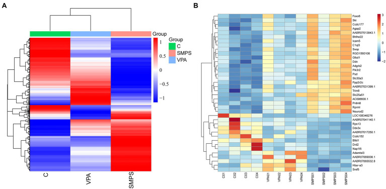 Cluster heatmaps among the SMPS, VPA and C groups (n = 4 per group). (A) Hierarchical clustering heatmap of DEGs among the three groups; (B) Clustering heatmap showed 38 common DEGs among the three groups.