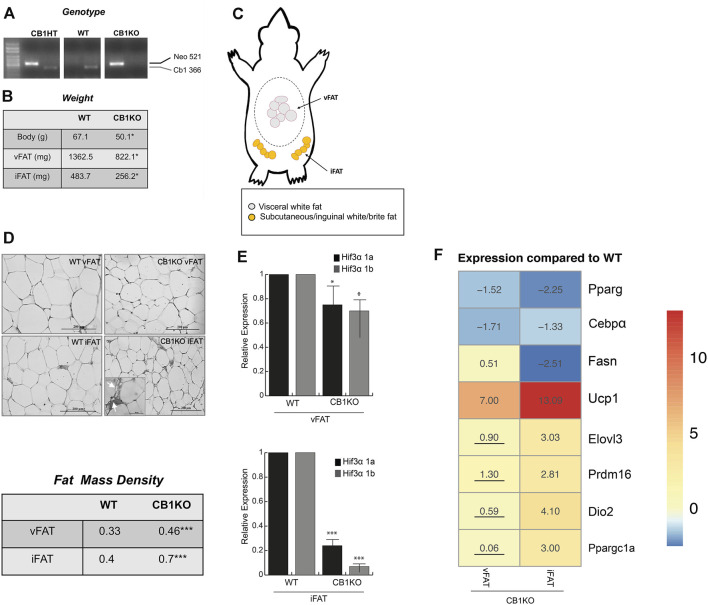 The causal Hif3α/Ucp1 relation in thermogenesis-induced model. (A) Animal genotyping by PCR analysis of genomic DNA. (B) Animal and fat depots weights (C) Schematic representation of the distribution of adipose tissue depots collected: visceral white fat (vFAT) and inguinal/subcutaneous white fat (iFAT). (D) Representative haematoxylin and eosin-stained of vFAT and iFAT sections (upper panel) and fat cell density (lower panel). (E) Expression levels of Hif3α isoforms gene by qPCR in vFAT and iFAT of WT and CB1KO mice. Relative gene expression data are reported as 2-ΔΔCt, normalized to housekeeping genes (b-actin and 18S mRNA). Data are expressed as means ± SEM (n = 3 animals/genotype, ***p ≤ 0.001, *p ≤ 0.05 vs. WT mouse). (F) Heatmap represents expression profile of WAT-specific (Pparg, C/ebpα, Fasn) and BAT-specific genes (Ucp1, Elovl3, Prdm16, Dio2, Ppargc1a) in vFAT and iFAT differentially expressed in CB1KO compared to WT. Values represent the means of the fold change vs. WT (n = 3 animals/genotype). All values are significant (p < 0.05), except those underlined.