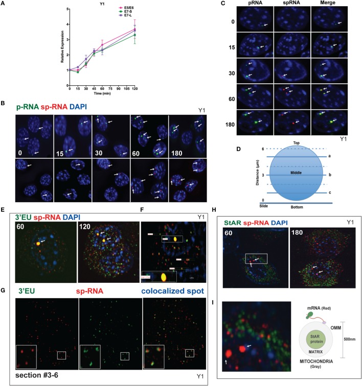 Spatiotemporal regulation of StAR mRNA in Y-1 cells. (A) Time course of 0–120 min for the stimulation of StAR RNA as determined by q-PCR to detect the 3′UTR (E7-S, E7-L) and translated sequence (E5/E6). (B) p-RNA and sp-RNA at StAR loci in multiple cells; sensitivity is sufficient to detect RNA concentrated at loci but not cytoplasmic mRNA. Lower expression of mRNA requires a higher sensitivity setting for the microscope. (C) Loci in representative nuclei (0–180 min). p-RNA, sp-RNA, and merged. (D) Nuclear positioning for Z-sections a, b, and c. The positioning of sp-RNA versus 3′EU HR-FISH probes. StAR loci are found near the nuclear midline; cytoplasmic StAR mRNA is primarily observed between slice b and the adherent plasma membrane (37). (E) Z-projections of HR-FISH for StAR RNA at high sensitivity (N-SIM microscope) after stimulation for 60 and 120 min (dual addition of 3′EU and sp-RNA). StAR loci (yellow, due to probe overlap), sp-RNA (red), and 3′EU (green) visualize cytoplasmic mRNA. DAPI (blue) visualizes nuclear DNA. (F) Measurements of the nucleus, locus, and individual message. Scale bar, 1 μm. (G) N-SIM mRNA images after 120 min in the lower portion of the cell (slice c) with dual labeling by sp-RNA and 3′EU. Enlargement resolution of dual labeling with StAR mRNA and sp-RNA or 3′EU. (H) HR-FISH of StAR mRNA (sp-RNA) and immunochemistry of StAR proteins after 60 and 180 min of stimulation employing N-SIM microscopy. The StAR protein is present in the matrix of all Y-1 mitochondria (38). (I) Enlarged region after 60 min of stimulation showing the pairing of StAR mRNA and mitochondrial matrix-localized StAR proteins. Diagram of the spatial relationship between matrix proteins and OMM-associated StAR mRNA.