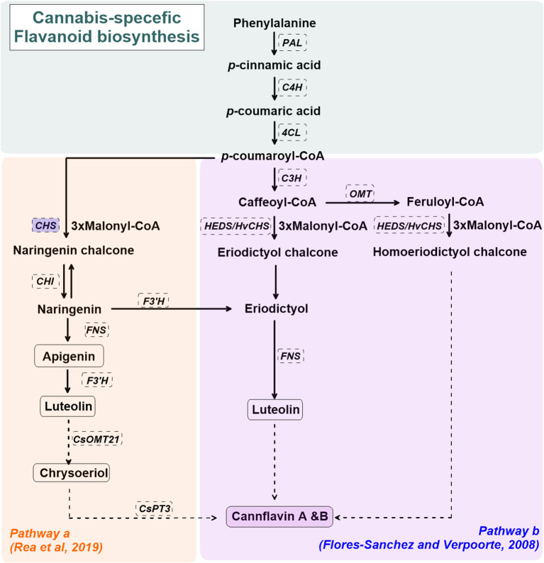 A simplified overview of the cannabis flavonoids, cannflavin A&B, pathway(s) in cannabis (Cannabis sativa L.), derived from Flores-Sanchez and Verpoorte (2008b) and Rea et al. (2019). Enzymes are in dashed line box. Enzymes in shaded blue boxes are upregulated by UV radiation in Arabidopsis thaliana. Dashed arrows represent proposed enzymatic reactions. CHS, chalcone synthase; CHI, chalcone isomerase; CsOMT21, C. sativa L. O-methyltransferase 21; CsPT3, C. sativa L. prenyltransferase 3; C4H, cinnamate 4-hydroxylase; C3H, p-coumaroyl-CoA 3-hydroxylase; FNS, flavone synthase; F3'H, flavonoid 3'-hydrolase; HEDS or HvCHS, homoeriodictyol/eriodictyol synthase; OMT, SAM-methyltransferase; PAL, phenylalanine ammonia-lyase; 4CL, 4-Coumarate:CoA ligase.