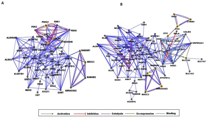 Gene interaction networks in obesity and diabetes. Partial network view for (A) obese and (B) T2D networks. The circles represent a gene/protein and the lines indicate interactions. The lines with an arrow represent activation, blocking lines represent inhibition, and simple lines represent protein–protein interaction. Line color indicates the type of interaction: green color refers to activation, red color to inhibition, blue color to binding, brown color to co-expression, and purple color to catalysis. On all panels, the proteins are labeled with their gene name. The full network images of these networks are presented in Figure S2.