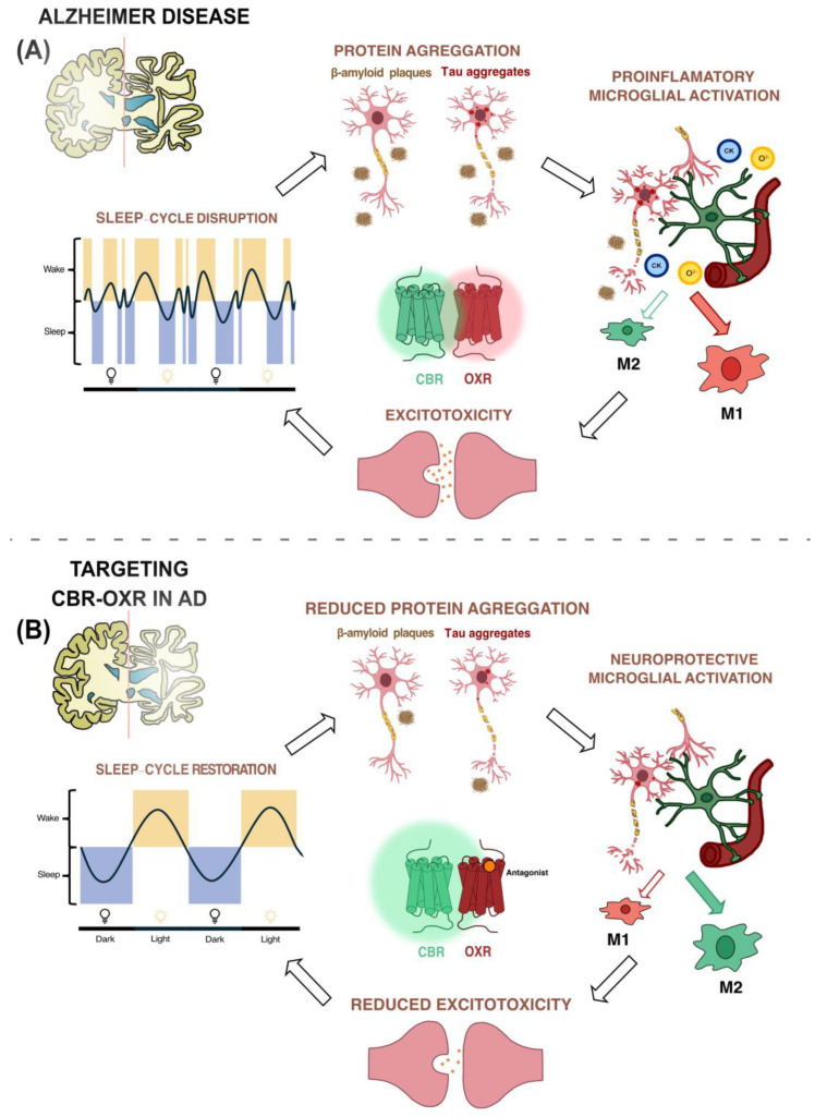 CBR–OXR heteromeric complex as a potential therapeutic target by which to reverse the classical symptoms in Alzheimer’s disease. (A) In AD, activation of orexin receptors promotes dysregulation of the sleep–wake cycle, which is associated with increased accumulation of Aβ and tau proteins, accelerating disease progression. Consequently, this leads to neuronal death and microglial activation, releasing proinflammatory molecules and triggering glutamate release to counteract this adverse situation. Overall, this neuroinflammatory state promotes dysfunction of orexin receptors, creating a cycle that worsens the disease prognosis. (B) CB2R–OX1R heteromers hold great potential for treating AD symptoms. Treatment with OX1R antagonists enhances microglial neuroprotective functions, mitigating the neuroinflammatory process through the OX1R–CB2R heteromer. Reduced production of proinflammatory molecules by microglia and the consequent decrease in excitotoxicity ensure a state of neuroprotection. Furthermore, OX1R blockade in the OX1R–CB2R heteromer potentiates the neuroprotective effects of CB2R, further enhancing the beneficial effects of this drug.