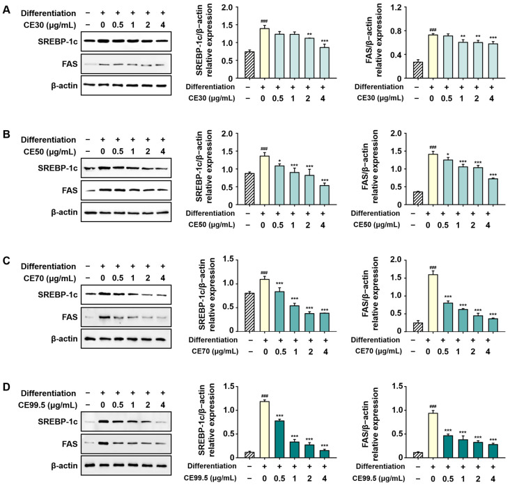 Suppressive effects of CE on lipogenic protein expression in 3T3-L1 cells. Protein levels were analyzed via Western blotting and normalized to β-actin. Representative Western blot bands showing SREBP-1c and FAS expression following treatment with (A) CE30, (B) CE50, (C) CE70, and (D) CE99.5. Data are presented as mean ± SD (n = 3). Statistical significance: ### p < 0.001 vs. the control group; * p < 0.05, ** p < 0.01, and *** p < 0.001 vs. the differentiation group. Abbreviations: CE30–99.5, 30–99.5% ethanol extracts of C. sativa, respectively.