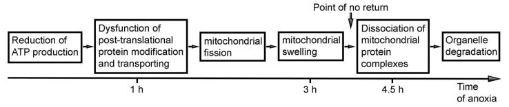 Hypothetical model of the consequence of cellular events during anoxia in mouse embryo brain. Reduction of ATP production due to lack of oxygen (or other substrates) is reversible if the molecular machinery stays intact until the supply returns. Our data show that disorder of GA—a critical component of the protein modification and transportation system—may be temporary if oxygen supply returns. Reciprocally opposite processes of mitochondrial fission and fusion are known to be balanced in functional cells [16,25,33,48,49,50,51,52]. Massive mitochondrial swelling is a good candidate for the point of no return because ATP synthesis depends on H+ concentration in the intermembrane space. Nevertheless, we do not know if a mitochondrion can remove the excess of water and restore the functionality if most proteins and complexes are intact. Dissociation of the mitochondrial protein complexes in the majority of mitochondria unequivocally stops ATP production and prevents cellular recovery.