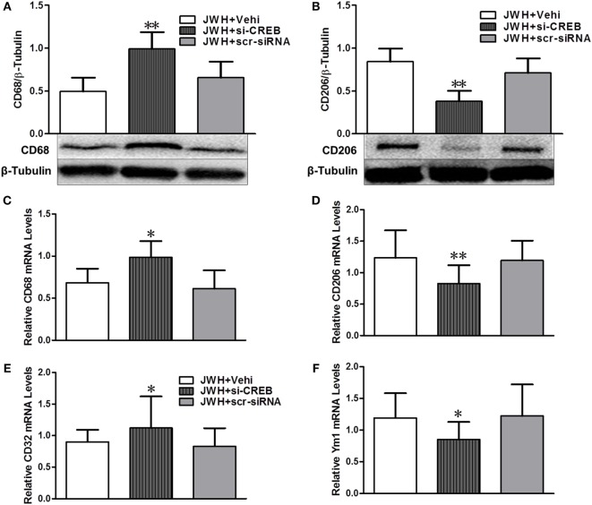The relationship between pPKA–CREB signaling pathway and microglial polarization. Western blot test and relative densitometric analysis (n = 6 in each group) of CD68 (A) and CD206 (B). Relative messenger RNA level of M1-associated markers CD68 (C) and CD32 (E), and M2-associated markers CD206 (D) and Ym-1 (F) (n = 3 in each group). The values were mean ± SD. *P < 0.05, **P < 0.01 compared with JWH + Vehi group.
