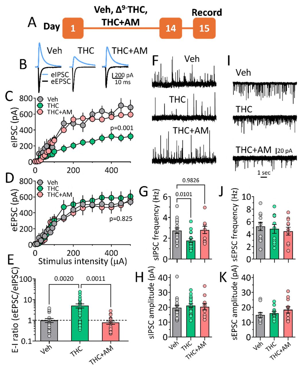Disruption of E-I balance of synaptic input to LHb neurons during Δ9-THC withdrawal. A. Experimental timeline. B. Averaged electrically-evoked eIPSCs (blue, Vh = 0 mV) and eEPSCs (black, Vh = –70 mV) recorded simultaneously from LHb neurons in rats withdrawn from Veh, THC, or THC+AM treatments. C. eIPSC I-O curves show reduced inhibition during THC withdrawal, prevented by AM251 co-treatment. D. No treatment effect on eEPSC I-O curves. E. THC withdrawal increased the E-I ratio (eEPSC/eIPSC), blocked by AM251 (log y-axis). F. Representative sIPSC sweeps. G. THC withdrawal decreased sIPSC frequency (p = .010 vs. Veh, Dunnett’s post-hoc), reversed by AM251. H. No change in sIPSC amplitude. I. Representative sEPSC sweeps. J–K. No differences in sEPSC frequency or amplitude. number rats/number neurons: C–D: 4/9 (Veh), 5/15 (THC), 5/13 (THC+AM); E: 7/23, 8/34, 7/23; G–H: 6/17, 6/22, 5/10; J–K: all groups 4/11.