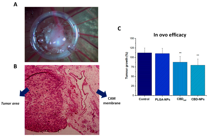 SKOV-3-derived tumour formed on the chorioallantoic membrane (CAM) corresponding with incubation day 11 (A), haematoxylin and eosin staining (B). Black arrows designated blood vessels. Tumour growth of SKOV-3-derived tumour after several treatments (C). ** Statistically significant differences (p-value < 0.01) compared to the control (cell culture medium). At least seven eggs per condition were used (n = 7).