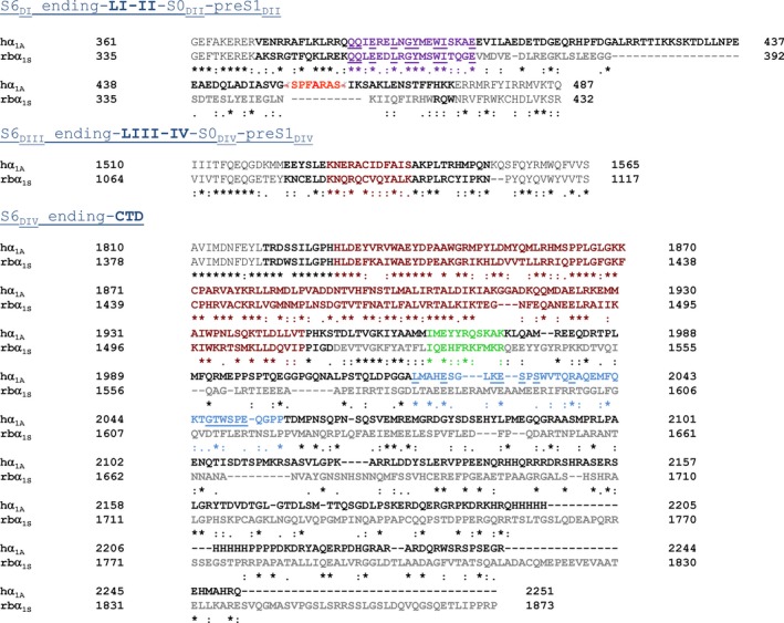 Sequence alignment of intracellular domains (LI‐II, LIII‐IV, and C‐tail) of human CaV2.1 channel α 1A subunit and rabbit CaV1.1 channel α 1S subunit. Alignments were performed with Clustal Omega (www.ebi.ac.uk/Tools/msa/clustalo/). AID sequences at LI‐II are shown in purple, and the human (h) α 1A LI‐II deletion around A454 (in red) (ΔLI‐II 451–457) is highlighted in orange. Amino acids involved in the physical interaction between LIII‐IV and C‐terminal domain (CTD) of rabbit (rb) α 1S, according to cryo‐EM structural data (Wu et al. 2016), and the homologous sequences in hα 1A are shown in brown. Sequences of the IQ (rbα 1S) and IQ‐like (hα 1A) motifs are shown in green. hα 1A CBD sequence is depicted in blue. Cytoplasmic segments that were invisible in the cryo‐EM structure of CaV1.1 rbα 1S subunit (Wu et al. 2016) are shown in gray. “*” identical residues; “:” conservative substitutions (same amino acid group); “.” semi‐ conservative substitution (similar shapes). LI‐II, LIII‐IV, and CTD residues appear in bold.