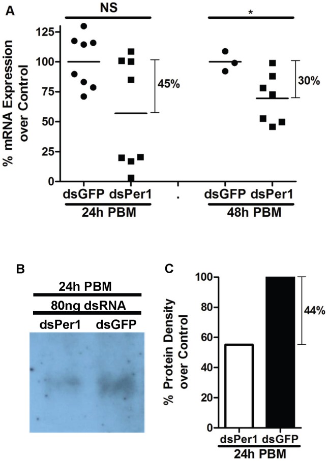PpPer1 knockdown at mRNA and protein levels.(A) real time qRT-PCR showing PpPer1 mRNA level reduction in dsRNA-injected (dsPer1) P. papatasi compared to control injected (GFP dsRNA). Knockdown effects in PpPer1 mRNA expression were assessed at 24 h and 48 h PBM that corresponded to 72 h and 96 h post dsRNA injection. Each symbol represents mRNA expression levels in a single midgut. Horizontal bars indicate mean expression levels. The S3 gene was used as the housekeeping control gene. The mean expression of PpPer1 in dsGFP-injected flies was used as 100% standard. NS: Not significant. *: Statistically significant, p<0.05 (Unpaired t-test). (B) Western blot assay showing reduction in PpPer1 protein levels at 24 h PBM (72 h after dsRNA injection) in dsPer1-injected flies compared to dsGFP-injected (chemiluminescence development). Nine and a half micrograms of protein were loaded onto 10% NuPAGE gel. (C) Densitometry showing 44% reduction in the intensity of PpPer1 protein band obtained after chemiluminescence development compared to the PpPer1 band intensity of dsGFP-injected flies. For all PpPer1 knockdown assays, 80 ng of dsRNA was injected intrathoracically into 3-to-5 day old P. papatasi females fed on 30% sucrose solution ad libitum.