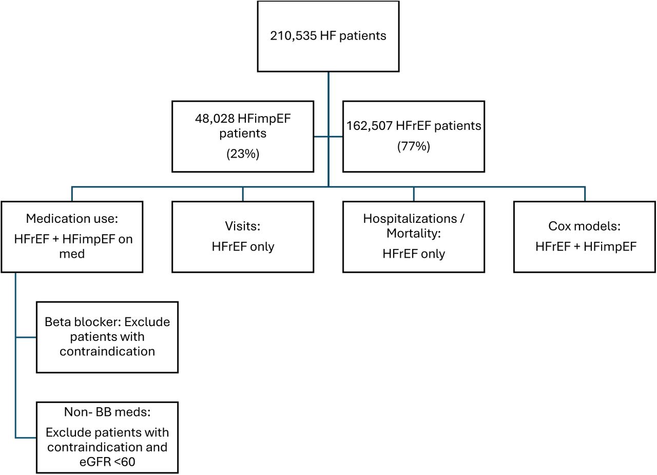 Selection of final cohort for analysesBB: Beta blocker. eGFR: estimated glomerular filtration rate. HF: heart failure. HFimpEF: heart failure with improved ejection fraction. HFrEF: heart failure with reduced ejection fraction.