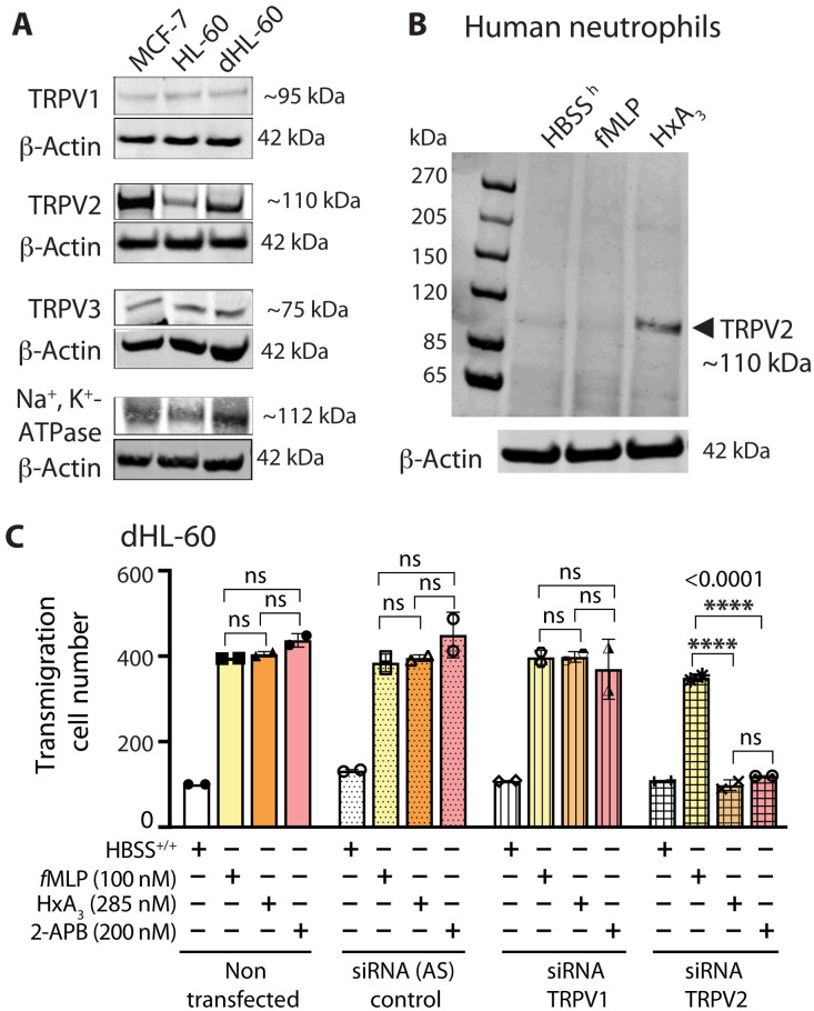 TRPV2 expression is up-regulated and required for migration of neutrophils in response to HxA3.(A) Western blot of 1 × 106 nondifferentiated, dHL-60, or MCF-7 breast cancer cells showing relative expression levels of TRPV1, TRPV2, TRPV3, or Na+- and K+-dependent adenosine triphosphatase (Na+,K+-ATPase) (positive membrane protein control). (B) Freshly isolated human neutrophils probed for TRPV2 content after treatment with 100 nM fMLP or 285 nM HxA3 for 15 min. (C) Migration of dHL-60 cells induced by 100 nM fMLP, 285 nM HxA3, or 200 nM of the TRPV channel agonist 2-APB following 6 days of siRNA treatments to selectively knockdown TRPV1 or TRPV2 and corresponding AS controls. Migration studies for dHL-60 cells were performed for 30 min at 37°C using Transwell filters and compared to control buffer addition (HBSS+/+). Data are shown as means ± SEM for at least three independent experiments (n = 3). Statistical analysis performed by one-way ANOVA with Bonferroni correction for multiple comparisons. ****P < 0.0001; ns, P > 0.05. AS, antisense.