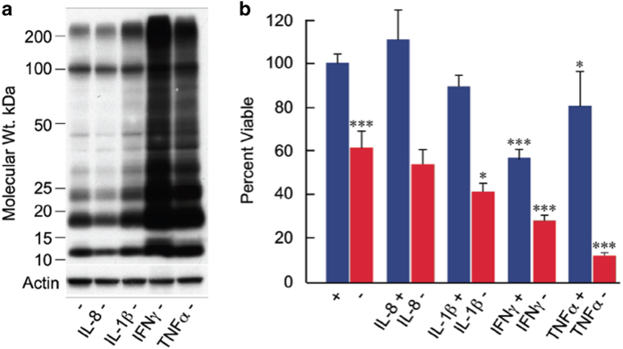 Cytokines potentiate toxicity and Aβ accumulation. MC65 cells were either uninduced (+) or induced (−) to make Aβ in the presence or absence of IL-8 (10 ng/ml), IL-1 (10 ng/ml), interferon γ (INF-γ; 10 ng/ml) or TNFα (10 ng/ml). Sixty hours later, intracellular Aβ was determined by western blotting (antibody 6E10) (a) and cell viability by the MTT assay (b) n=4; *P<0.05; **P<0.01, ***P<0.001. AA, arachidonic acid; Aβ, beta amyloid; IFN, interferon; IL, interleukin; TNF, tumor necrosis factor.