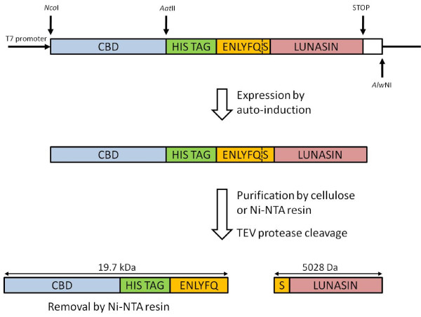 Expression strategy of the CBD-lunasin fusion protein and subsequent TEV cleavage. The arrangement of regions of the construct are shown. Lunasin peptide released following TEV cleavage has the native sequence as the N-terminal serine residue is provided by the TEV protease recognition sequence. Also indicated are the expected sizes of the resulting fragments.