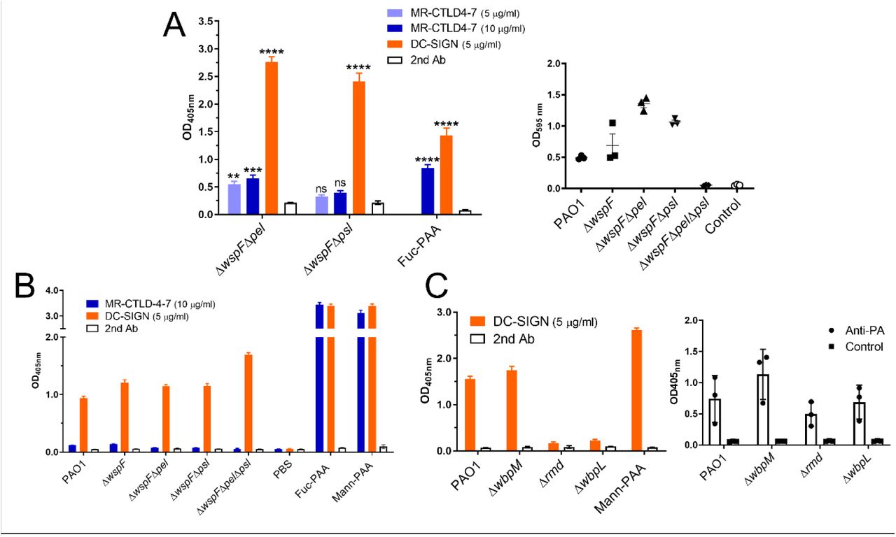 DC-SIGN binds to P. aeruginosa biofilms and planktonic cells.A. Binding of MR-CTLD4-7 but not DC-SIGN to PAO1 biofilms depends on the presence of the psl operon. Biofilms formed by ΔwspF Δpel (Psl+/Pel-) or ΔwspF Δpsl (Psl-/Pel+) were generated in 96 well plates for 24 h, fixed and incubated with MR-CTLD4-7-Fc or DC-SIGN-Fc followed by anti-human Fc antibody conjugated to alkaline phosphatase. Two-way ANOVA with Dunnett’s multiple comparison test. N=3 in triplicate. Right panel. Biofilms formation was confirmed using crystal violet assay. B. Planktonic cultures of P. aeruginosa PAO1 and different mutants were collected, fixed and used to coat wells of MaxiSorp plates. Wells were incubated with MR-CTLD4-7-Fc or DC-SIGN-Fc followed by anti-human Fc antibody conjugated to alkaline phosphatase. DC-SIGN, but not MR, bind planktonic bacteria and binding is independent from the presence of Psl and/or Pel. N=4 in triplicate. C. DC-SIGN binding to planktonic bacteria is dependent on presence of CPA LPS which is absent in the Δrmd and ΔwbpL mutants. N=3 in triplicate. Man-PAA and Fuc-PAA refer to commercial mannose and fucose polymers. Right panel: Adherence of planktonic cells to the wells was confirmed by ELISA using an antibody against P. aeruginosa (Anti-PA). N=3 in triplicate. Graphs show mean +/− SEM.