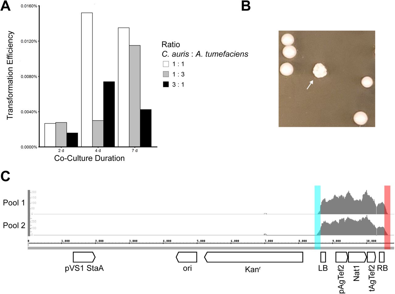 Agrobacterium tumefaciens-mediated transformation (AtMT) identifies regulators of colony morphology in C. auris.(A) AtMT transformation efficiency of C. auris was measured after 2, 4, and 7 days of coculture with three different combinations of C. auris to A. tumefaciens inocula. Transformation efficiency is expressed as the ratio of recovered C. auris transformants to the total number of input C. auris cells. (B) Morphogenic mutants were identified in C. auris AtMT transformants through irregular colony morphologies (arrow). (C) Genomic DNA was extracted from 6 morphogenic mutants and pooled into two pools of 3 for Illumina sequencing. Reads were mapped to the TI Plasmid (pTO128). Highlighted regions in blue and red indicate read sequence that extended beyond the T-DNA left and right borders, respectively, used to identify transgene insertion sites in the C. auris genome.