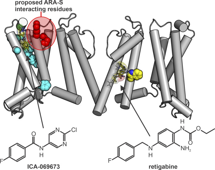 Distinct sites of action for Kv7 channel activators. Likely regions of binding and the location of implicated amino acid residues are highlighted on a homology model of Kv7.2 based on PDB accession no. 5VMS. The critical tryptophan in the retigabine binding site is highlighted in yellow (Schenzer et al., 2005). Voltage sensor residues that influence effects of ICA-069673 are highlighted in cyan (Peretz et al., 2010; Li et al., 2013). Voltage sensor residues that influence ARA-S effects are highlighted in red (Larsson et al., 2020).