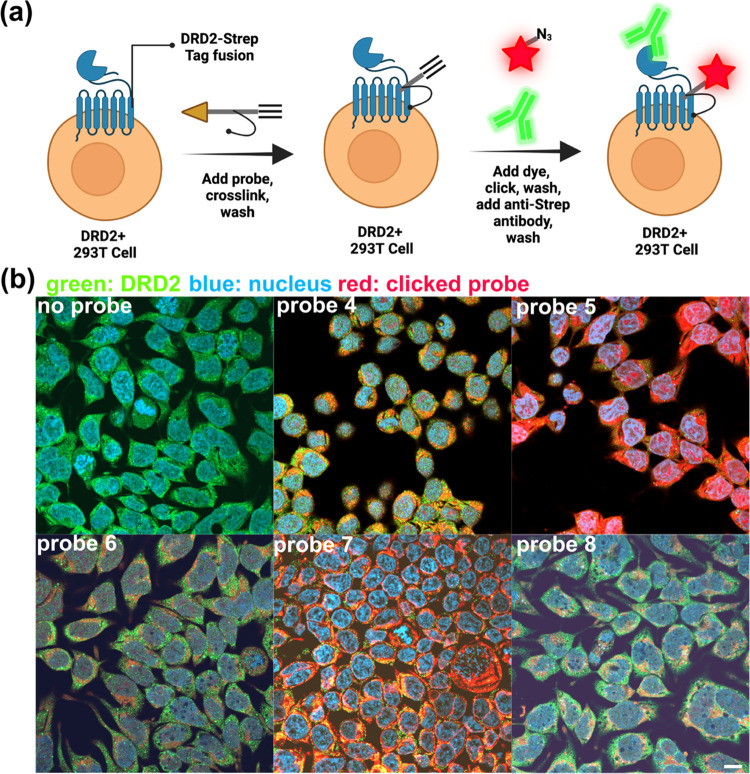 Photo-cross-linking of dye-clicked probe: confocal microscopy. (a) Schematic of the methodology used in the labeling process. Cells stably expressing DRD2 fused to an N-terminal Strep Tag II are treated with DRD2-targeting probes 5 or 7 at 5 μM, photo-cross-linked, and excess probe is washed out. An Alexa Fluor 555 azide is then clicked to the probe, washed out, and cells are treated with an anti-Strep-Tag II antibody and fluorescent secondary to visualize DRD2. Nuclei were stained with DAPI. (b) Confocal microscopy results of labeled cells. All probes show some degree of labeling. However, probes 5 and 7 show a notable increase in the labeling density. Images taken with 40× magnification, scale bar: 10 μm.