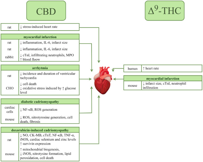 Effects of cannabidiol and Δ9-tetrahydrocannabinol on the cardiac muscle.↑, increase; ↓, decrease; Δ9-THC, Δ9-tetrahydrocannabinol; CBD, cannabidiol; CHO, Chinese hamster ovary cells; CK-MB, creatine kinase-MB; cTnI, cardiac troponin I; cTnT, cardiac troponin T; iNOS, inducible nitric oxide synthase; MPO, myeloperoxidase; NF-κB, nuclear factor kappa B; NO, nitric oxide; ROS, reactive oxygen species; TNF-α, tumor necrosis factor-α.55,93,95–101