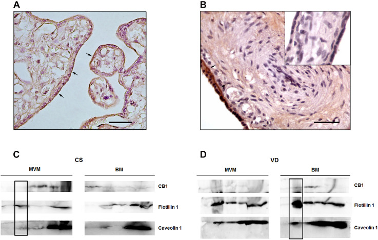 Analysis of CB1 localization in the syncytiotrophoblast of term placenta. Immunolocalization of CB1 in representative sections of placental villous from (A) CS placentas and (B) VD placentas. The arrows indicate specific CB1 staining and the inset shows the negative control. Magnification: 40×. Scale bar: 20 μm. (C) Differential distribution of CB1, Flotillin 1 and Caveolin 1 in sucrose gradient fraction of apical membrane (MVM) and basal membrane (BM) from CS placentas. CB1 is expressed in MVM in fractions different from fraction number 2. The inset shows that CB1 does not co-localize with Flotillin 1 and Caveolin 1 (n = 3). (D) Differential distribution of CB1, Flotillin 1 and Caveolin 1 in sucrose gradient fraction of MVM and BM from VD placentas. The inset shows that CB1 co-localizes with Flotillin 1 and Caveolin 1 in BM (n = 3).