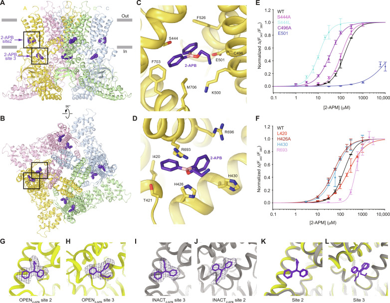 Binding of 2-APB to the S1-S4 base and ARD-TMD linker sites.(A and B) Structure of OPEN2-APB viewed parallel to the membrane (A) and extracellularly (B), with subunits colored light green, yellow, pink, and blue. The molecules of 2-APB are shown as space-filling models (purple). Black rectangles indicate the regions expanded in (C) and (D). [(C) and (D)] Close-up views of the S1-S4 base (C) and ARD-TMD linker (D) sites in OPEN2-APB structure, with the molecule of 2-APB (purple) and side chains contributing to 2-APB binding shown in sticks. (E and F) Concentration-response curves for 2-APB activation of wild-type (black) and mutant (other colors) TRPV3 channels. Curves through the data points are the fits with the logistic equation. The EC50 values are provided in table S2. The number of independent measurements, n, equals to 6 for the wild-type channels and H426A mutant and equals to 3 for all other mutants. Data are means ± SEM. (G to L) Close-up views of the S1-S4 base [(G) and (I)] and ARD-TMD linker [(H) and (J)] sites in OPEN2-APB [(G) and (H)], INACT2-APB [(I) and (J)], and their superposition [(K) and (L)], with cryo-EM densities for 2-APB (purple mesh) shown in (G) to (J).