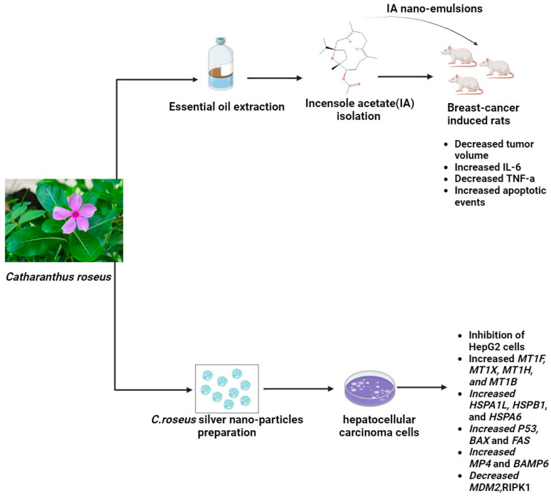 The potential anticancerogenic effect of Catharanthus roseus nano-emulsions and nano-particles (The molecular structure of the chemical compounds were retrieved from https://pubchem.ncbi.nlm.nih.gov/, accessed on 21 April 2024).