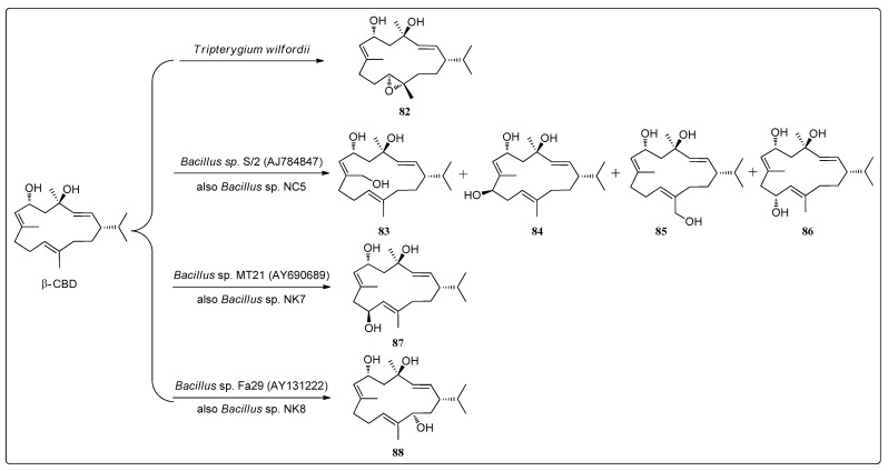 Biocatalytic oxidation and epoxidation of β-CBD (82–88).