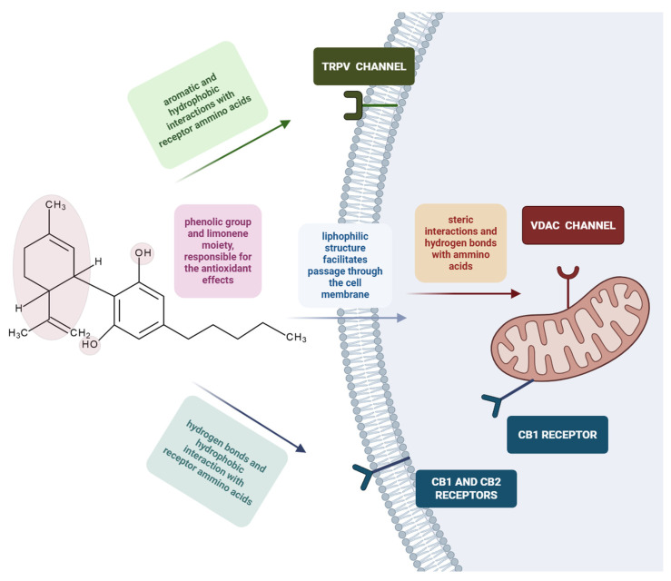 Interactions between CBD and different cellular components, based on the structure–activity relationship. CBD exerts its antioxidant activity through its phenolic hydroxyl groups and limonene moiety; it forms aromatic and hydrophobic interactions with amino acids present in the structure of the TRPV channel, localised in the cell membrane; it forms hydrogen bonds and hydrophobic interactions with CB receptor amino acids, localised both in the cell membrane (CB1 and CB2) and outer mitochondrial membrane (CB1). Due to its lipophilic structure, CBD can pass through the cell membrane and can interact with intracellular channels and receptors. It forms hydrogen bonds and steric interactions with amino acids present in the VDAC channel, localised in the outer mitochondrial membrane. The figure was created with the help of BioRender.com.