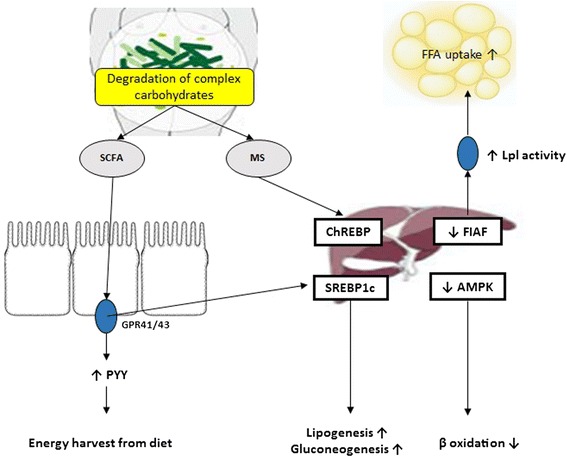 Mechanism linking altered gut microbiota to obesity