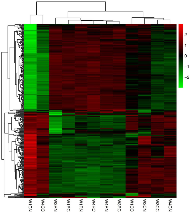 Cluster analysis of differentially expressed mRNAs. Red indicates upregulated mRNAs; green indicates downregulated mRNAs. W1CC is choroid after 7 days of laser photocoagulation, W1CN is another choroid collected from the same tree shrew as W1CC. W3CC and W4CC are choroids after 21 and 30 days of laser photocoagulation, respectively. W3CN and W4CN are choroids collected from the same tree shrews as W3CC and W4CC, respectively. W1RC is retina after 7 days of laser photocoagulation, W1RN is another retina collected from the same tree shrew as W1RC. W3RC and W4RC are retina after 21 and 30 days of laser photocoagulation, respectively. W3RN and W4RN are retina collected from the same tree shrews as W3RC and W4RC, respectively.