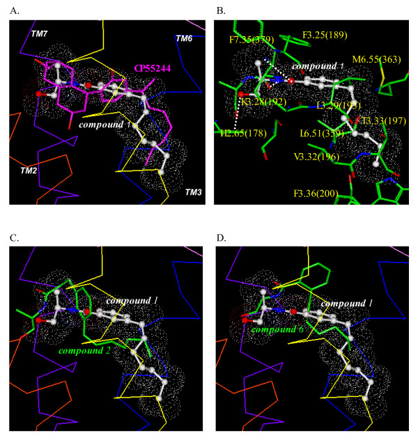 Glide/Prime models of CP55244 compound 1, 2 and 6. (A) Overlay of the Glide/Prime models of CP55244 and compound 1. (B) Key amino acid residues of the CB1 receptor for binding with the Glide/Prime model of compound 1. H-bonding between compound 1 and the binding pocket residues are represented with white dots. (C) Overlay of the Glide/Prime model of compound 2 with compound 1. (D) Overlay of the Glide/Prime model of compound 6 with compound 1.