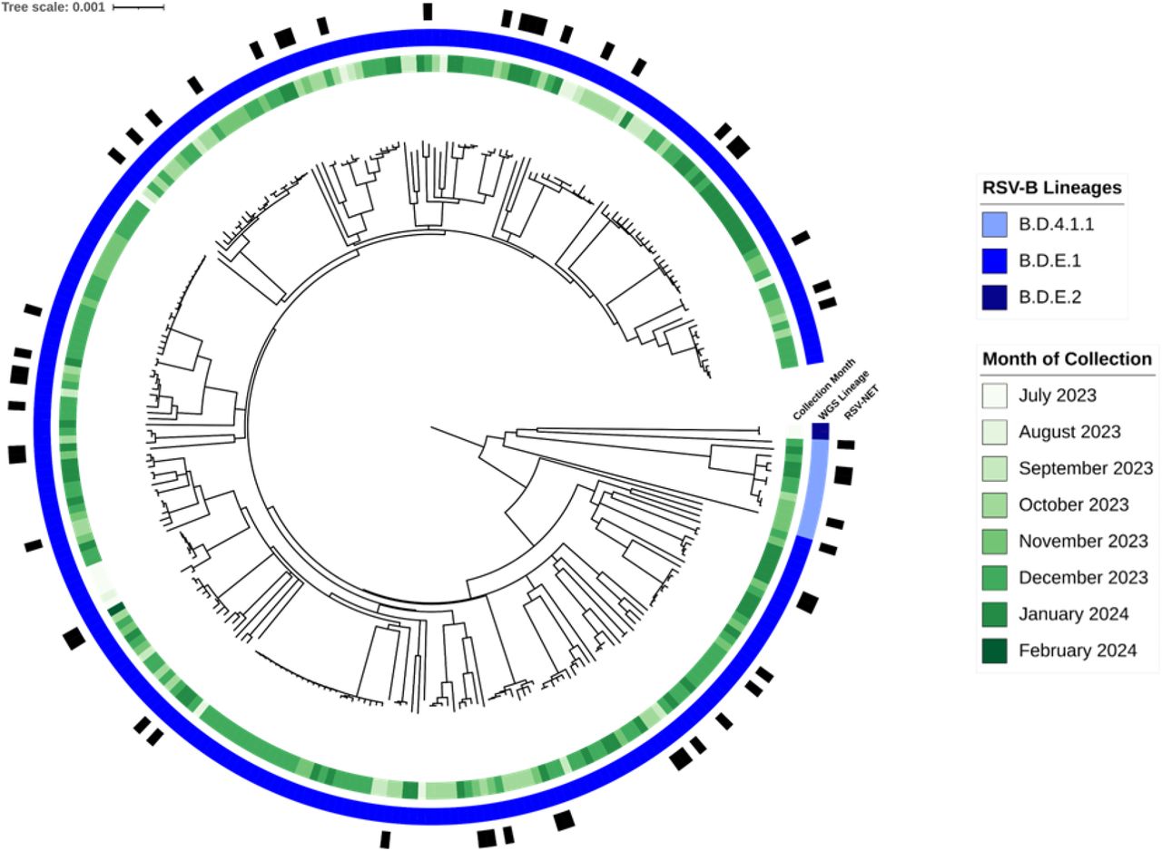 Midpoint-rooted phylogenetic trees of RSV-B genomes. Annotations denote the following, from innermost to outermost rings: month of specimen collection, whole-genome lineage type (4), and documentation of the case in the RSV-NET database of RSV-associated hospitalizations and deaths (15).