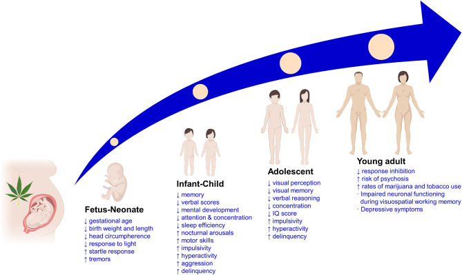 Main clinical findings of the effects of prenatal cannabis exposure on the offspring at different life stages. ↑, increased; ↓, decreased; IQ, intelligence quotient.