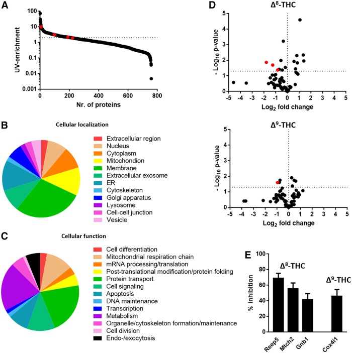 Proteomic analysis of proteins targeted by probe 1. (A) Representative plot showing the level of enrichment by probe 1 after UV-irradiation. (B, C) Pie charts showing gene ontology analysis of the cellular location (B) and cellular function (C) of probe targets identified in two independent experiments performed in duplicate. (D) Volcano plots showing the fold change in abundance of probe targets after pretreatment with either Δ8-THC and Δ9-THC (ratio THC pretreated samples over noncompetition samples). Proteins of which the abundance were >40% lowered by THC (p-value <0.05) are shown in red. Statistics performed was an unpaired Student's t-test. (E) 3 and 1 putative protein targets of Δ8-THC and Δ9-THC, respectively, were identified. Data shown are the mean±SEM of three independent experiments performed in triplicate. THC, Δ9-Tetrahydrocannabinol. SEM, standard error of the mean; UV, ultraviolet.