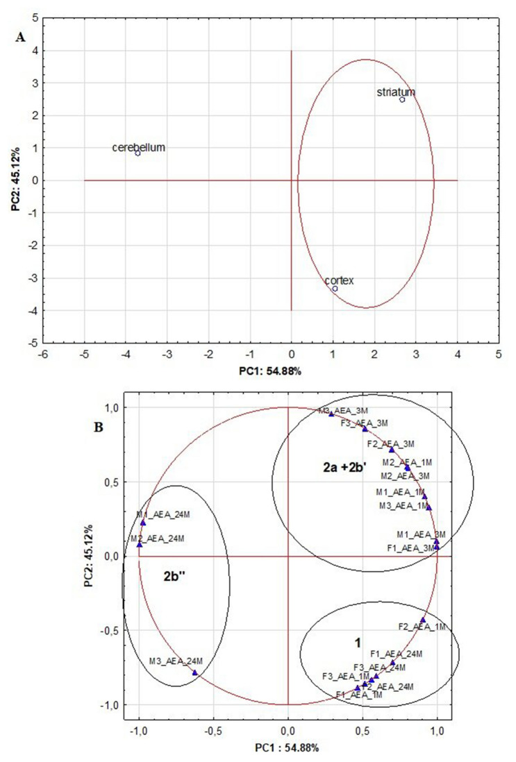 The score and loading plots based on the autoscaled AEA results for analyzed rat brain structures picturing the objects and the variables in two-dimensional space