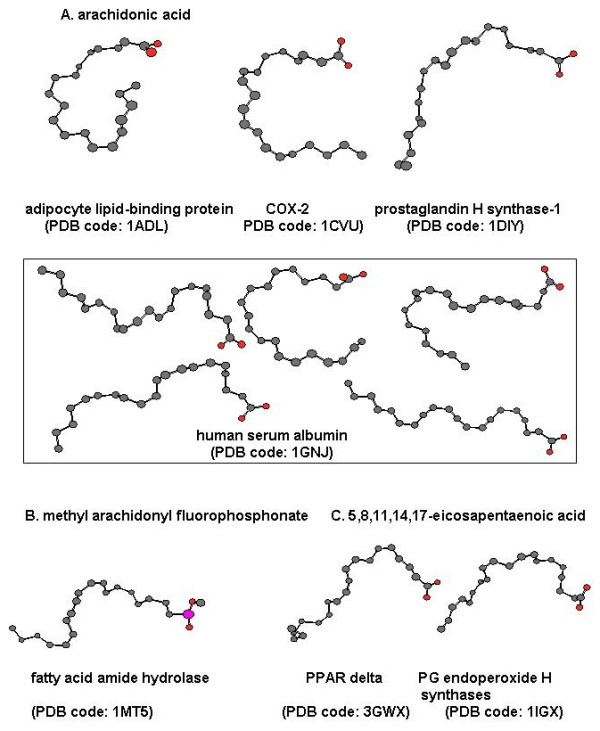 Various conformations of arachidonyl derivatives in complex with proteins as found within the crystal structures of enzymes and binding proteins. The National Library of Medicine Protein Structure Data Base was searched for structures of arachidonic acid and its metabolites and analogs determined from X-ray crystal structures of known enzymes and binding proteins. (A) Arachidonic acid in complex with adipocyte lipid binding protein (1ADL), cyclooxygenase active site of COX-2 (ICVU), prostaglandin H2 synthase-1 (1DIY), and human serum albumin (1GNJ); (B) Methyl arachidonyl fluorophosphonate in complex with fatty acid amide hydrolase (1MT5); (C) 5,8,11,14,17-Eicosapentaenoic acid in complex with peroxisome proliferator activated receptor delta (3GWX) and prostaglandin endoperoxide H synthase-1 (1IGX).