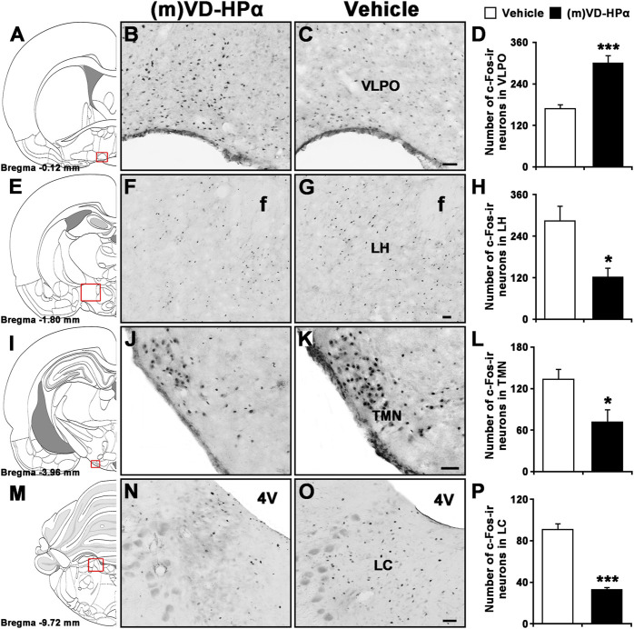 Effects of i.c.v. injection of (m)VD-HPα on Fos immunoreactivity (ir) in the VLPO, LH, TMN, and LC. Schematic drawings show the sections illustrated in (B) and (C) (Bregma −0.12 mm), (F) and (G) (Bregma −1.80 mm), (J) and (K) (Bregma −3.96 mm), and (N) and (O) (Bregma −9.72 mm) (Paxinos and Watson, 2007). Photomicrographs show Fos-ir neurons (black dots) in the VLPO, LH, TMN, and LC in (m)VD-HPα- and vehicle-treated rats. Histograms show quantitative analysis of the number of For-ir neurons in the VLPO (D, t8 = 9.873, p < 0.001), LH (H, t8 = 3.270, p = 0.011), TMN (L, t8 = 2.748, p = 0.025), and LC (P, t8 = −5.414, p = 0.0006) following (m)VD-HPα (n = 5) or vehicle (n = 5) i.c.v. injection. Values are means ± SEM. *p < 0.05 and ***p < 0.001. Data were analyzed by unpaired Student’s t-test. Bar = 50 μm. Abbreviations: f, fornix; LC, locus coeruleus; LH, lateral hypothalamus; TMN, tuberomammillary nucleus; and VLPO, ventrolateral preoptic nucleus.