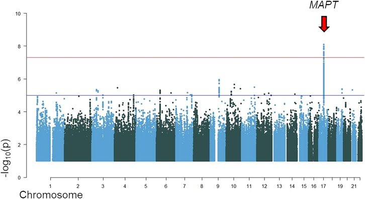 Manhattan plot for discovery-phase Central/Nordic European cohortRed arrow indicates the genome-wide significant signal (chromosome 17). The plot is cut at −log10(p) = 1. The gene symbols represent the locus and do not necessarily imply functional/biological relevance.