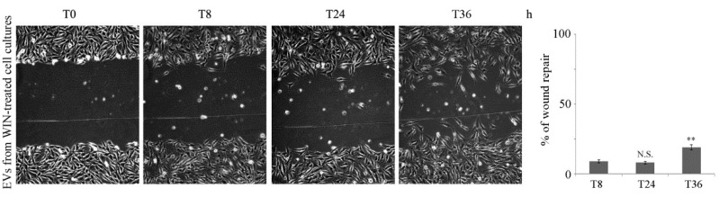 Extracellular vesicles from WIN-treated cultures halt MG63 cell migration. Wound healing migration assay of MG63 cells in the presence of EVs (50 µg/mL) isolated from WIN-treated cells. The average distances between cells at the edges of the gaps in the wound healing assay were estimated through ImageJ software. Pictures reported were taken at different time points after wounding (magnification 200×). On the right of the picture a graph of the mean percentage area healed at T8, T24 and T36 post-wounding is shown. (**) p < 0.01 compared to the original gap at T0. N.S. not significant.
