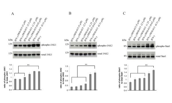Cannabinoid CB2 agonist treatment opposes IFN-γ-induced phosphorylation of JAK/STAT1 in microglial cells. A, B, Primary microglial cells were seeded in 6-well tissue-culture plates (5 × 105/well) and treated with IFN-γ (100 U/mL) in the presence or absence of CB2 agonist (JWH-015) at the indicated doses for 30 min. Cell lysates were prepared from these cells and subjected to Western immunoblotting using antibodies against phospho-JAK1 (Tyr1022/1023) and JAK2 (Tyr1007/1008), or total JAK1 and JAK2, as indicated. Densitometric quantification of all Western immunoblots results are summarized by the histograms below, representative of Western immunoblots from two independent experiments. Dose-dependent reductions in phospho-JAK1/total JAK1 and phosphor-JAK2/total JAK2 correlated with JWH-015 treatments, becoming significant (** p < 0.05) at doses greater than or equal to 1.25 μM and 0.62 μM for JAK1 and JAK2, respectively. C, In parallel experiments, cell lysates were subjected to Western immunoblotting using anti-phospho-STAT1 (Ser727) or anti-total STAT1 antibody as indicated. Dose-dependent reductions in phospho-Stat1/total Stat1 correlated with JWH-015 treatments, becoming significant (** p < 0.05) at doses greater than or equal to 0.62 μM.
