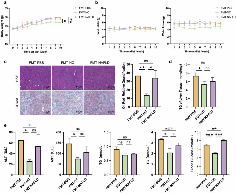The severity of NAFLD in CB2R-/- mice was alleviated when transplanted with WT NCD mice gut microbiota.a The body weight of CB2R-/- mice transplanted with PBS or gut microbiota of WT mice with NCD or WT NAFLD model mice throughout the experimental period were recorded. b The food intake and water intake. c The representative images (200×) of H&E or Oil red O staining, and the morphometric analysis of Oil red O staining for quantification. d The comparison of liver homogenete levels of TG. e The comparison of serum levels of transaminases (ALT, AST) and lipid parameters (TG, TC), and blood glucose between CB2R–/– mice transplanted with PBS or gut microbiota of WT mice with NCD or WT NAFLD model mice. Note: Data were given as mean ± SEM. n: (a), n = 4 per group; (b–e), n = 3 per group. *P < 0.05; **P < 0.01; ***P < 0.001; ns, no significance. FMT fecal microbiota transplantation, NC normal control, PBS phosphate buffered saline.
