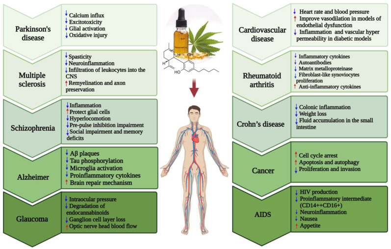 Various diseases against which cannabis/cannabinoids have potential for prevention and treatment (up and down arrows indicate increase and decrease respectively).