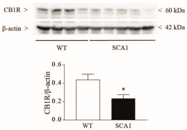 Reduced CB1R protein levels in the hippocampus of 8-week-old SCA1 mice. Hippocampal protein levels of CB1 receptors. Values are means ± S.E.M. of 4–5 mice. * p < 0.05 vs. wild-type mice (Student’s t-test); t7 = 2.413.